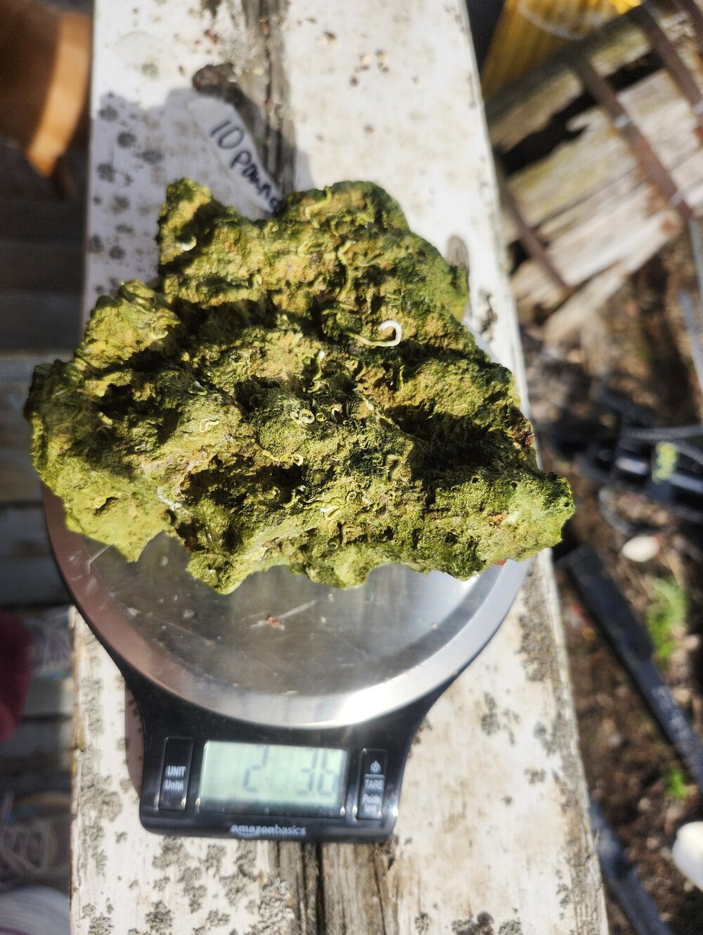 Fiji Dry Base Rock for Saltwater Aquarium Setup Natural Reef Rock Aquascaping